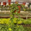 Peperomia Hope Live Plant - Trailing Succulent Houseplant in 4 Inch or 6 Inch Pot - Image 1