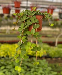Peperomia Hope Live Plant - Trailing Succulent Houseplant in 4 Inch or 6 Inch Pot - Image 1