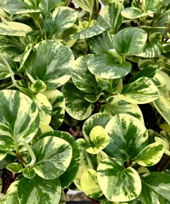 Peperomia Obtusifolia Variegated Live Plant – 4 Inch Pot – Rooted Houseplant - Image 2