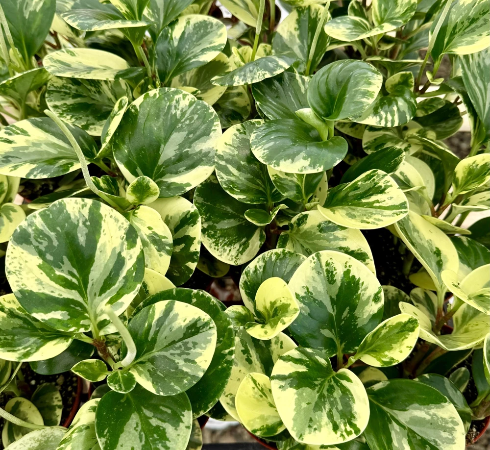 Peperomia Obtusifolia Variegated Live Plant – 4 Inch Pot – Rooted Houseplant - Image 2