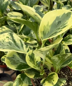 Peperomia Obtusifolia Variegated Live Plant – 4 Inch Pot – Rooted Houseplant - Image 3