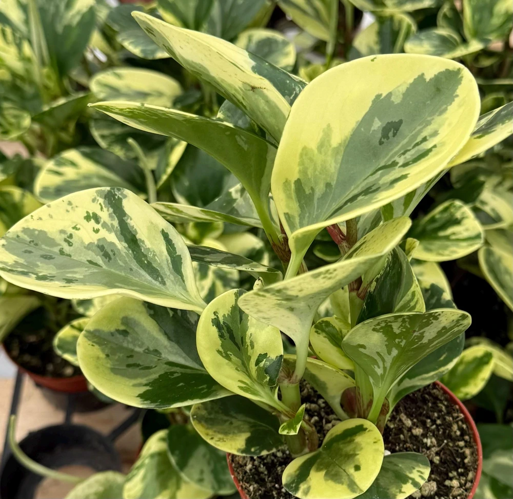 Peperomia Obtusifolia Variegated Live Plant – 4 Inch Pot – Rooted Houseplant - Image 3