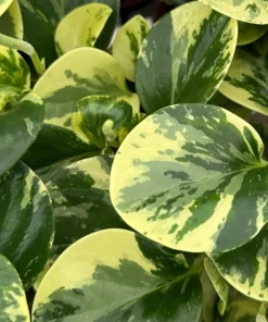 Peperomia Obtusifolia Variegated Live Plant – 4 Inch Pot – Rooted Houseplant - Image 4
