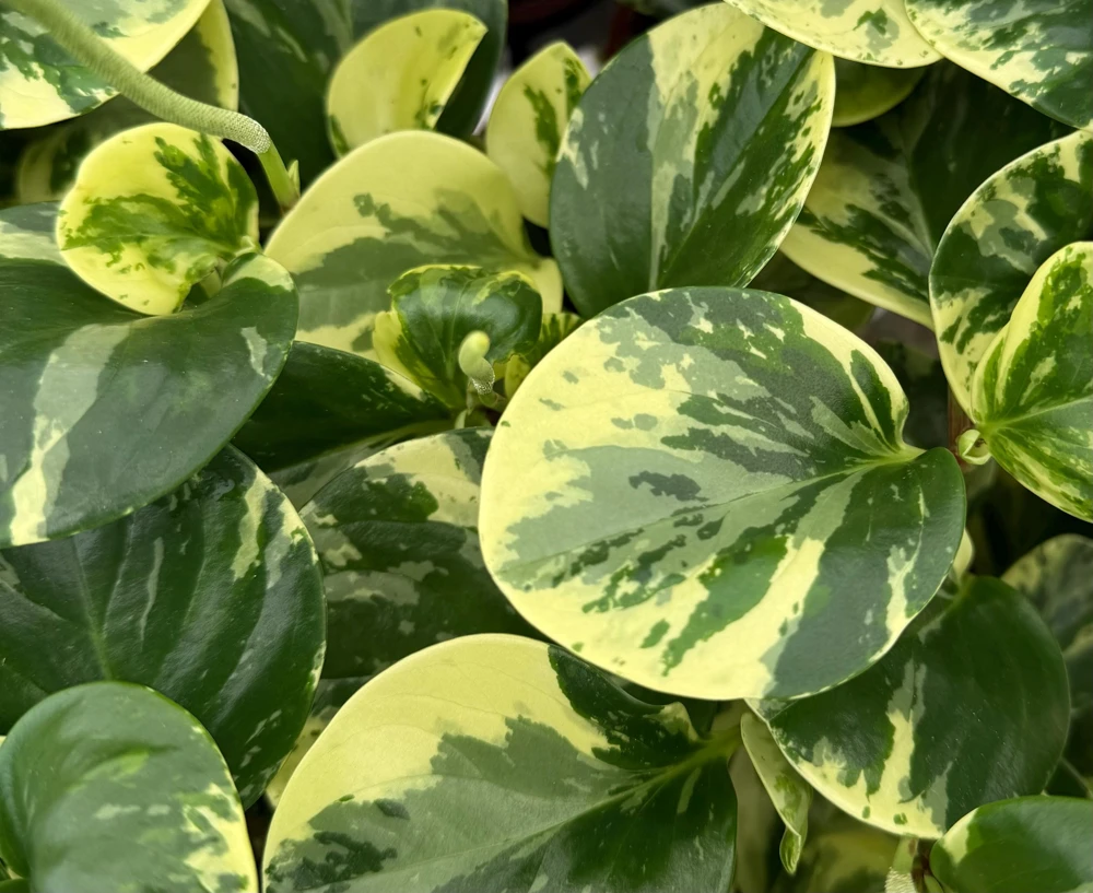 Peperomia Obtusifolia Variegated Live Plant – 4 Inch Pot – Rooted Houseplant - Image 4