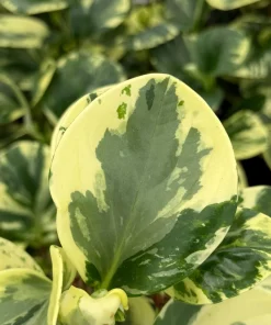 Peperomia Obtusifolia Variegated Live Plant – 4 Inch Pot – Rooted Houseplant - Image 5