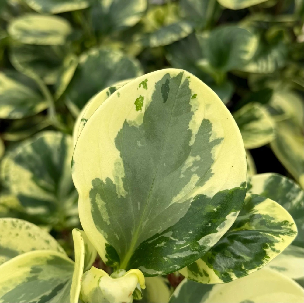 Peperomia Obtusifolia Variegated Live Plant – 4 Inch Pot – Rooted Houseplant - Image 5