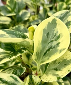 Peperomia Obtusifolia Variegated Live Plant – 4 Inch Pot – Rooted Houseplant - Image 6
