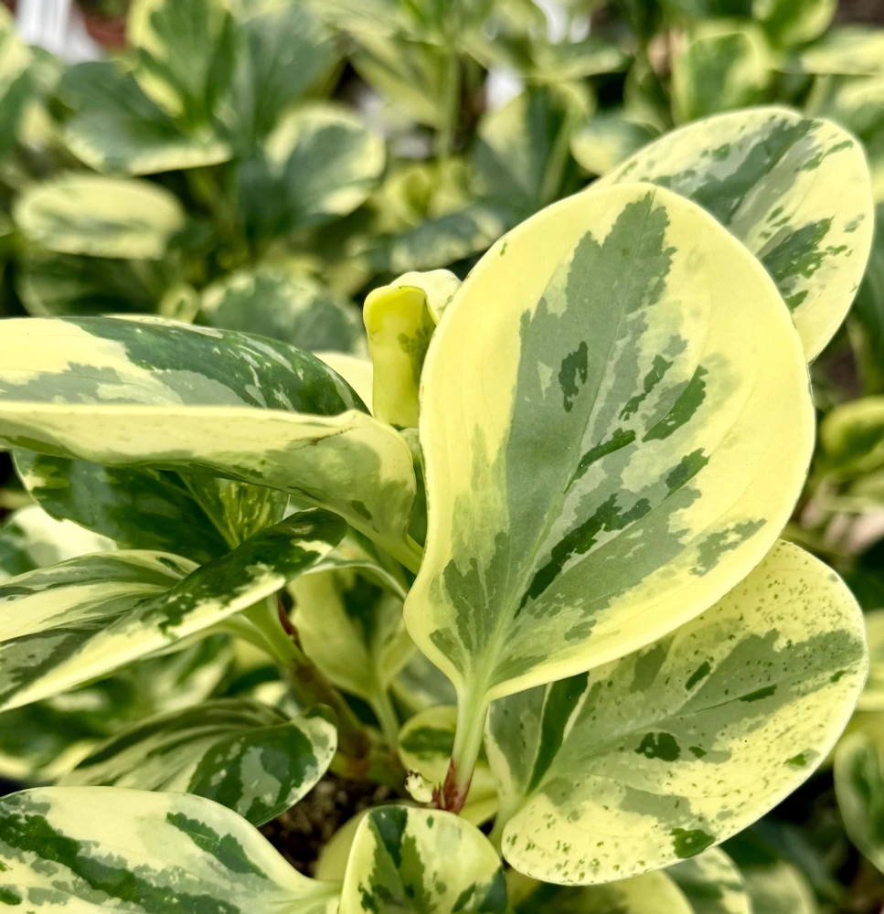 Peperomia Obtusifolia Variegated Live Plant – 4 Inch Pot – Rooted Houseplant - Image 6
