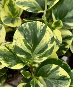 Peperomia Obtusifolia Variegated Live Plant – 4 Inch Pot – Rooted Houseplant - Image 1