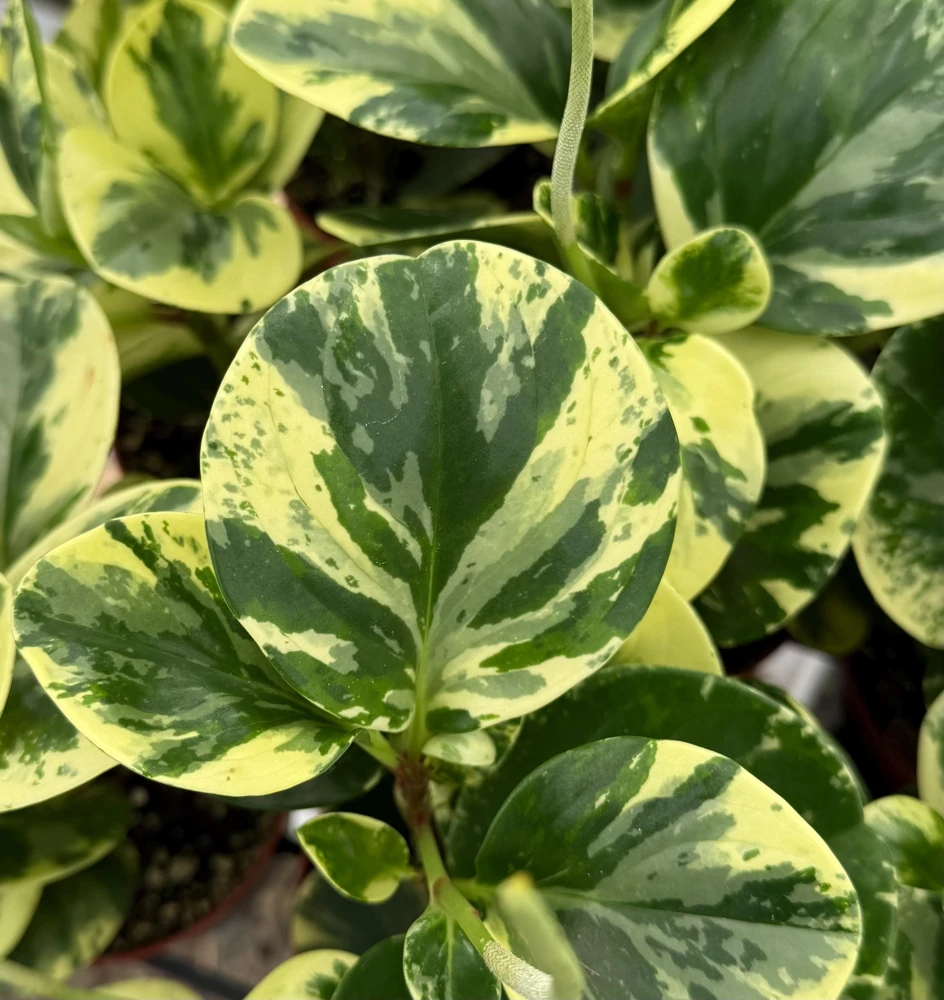 Peperomia Obtusifolia Variegated Live Plant – 4 Inch Pot – Rooted Houseplant - Image 1