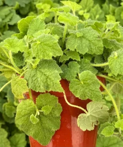 Piggyback Plant Live - Tolmiea Menziesii - 4 Inch Pot - Indoor Houseplant - Image 2