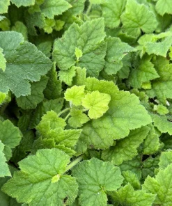 Piggyback Plant Live - Tolmiea Menziesii - 4 Inch Pot - Indoor Houseplant - Image 3