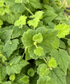 Piggyback Plant Live - Tolmiea Menziesii - 4 Inch Pot - Indoor Houseplant - Image 4