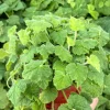 Piggyback Plant Live - Tolmiea Menziesii - 4 Inch Pot - Indoor Houseplant - Image 1