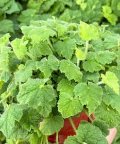 Piggyback Plant Live - Tolmiea Menziesii - 4 Inch Pot - Indoor Houseplant - Image 1