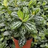 Pilea Cadierei Aluminum Plant Live Houseplant – 4 Inch Pot – Indoor Foliage - Image 1