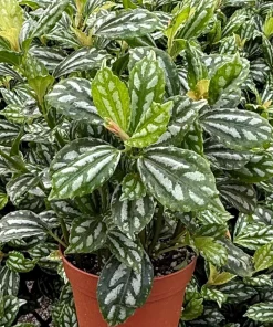 Pilea Cadierei Aluminum Plant Live Houseplant – 4 Inch Pot – Indoor Foliage - Image 1