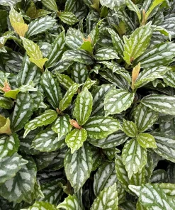 Pilea Cadierei Aluminum Plant Live Houseplant – 4 Inch Pot – Indoor Foliage - Image 2