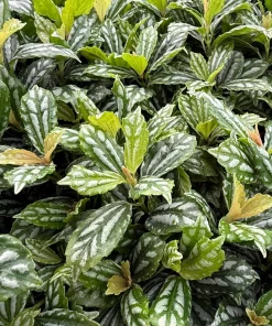 Pilea Cadierei Aluminum Plant Live Houseplant – 4 Inch Pot – Indoor Foliage - Image 3