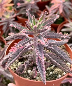 Pink Butterfly Kalanchoe Live Plant - Mother of Thousands Succulent in 2 Inch Pot - Image 2