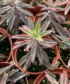 Pink Butterfly Kalanchoe Live Plant - Mother of Thousands Succulent in 2 Inch Pot - Image 3