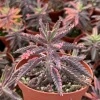 Pink Butterfly Kalanchoe Live Plant - Mother of Thousands Succulent in 2 Inch Pot - Image 1