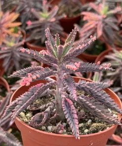Pink Butterfly Kalanchoe Live Plant - Mother of Thousands Succulent in 2 Inch Pot - Image 1
