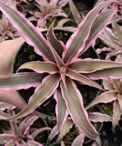 Pink Earth Star Plant - Cryptanthus Live Plant, Tropical Indoor Foliage, 2.5 Inch Pot - Image 2