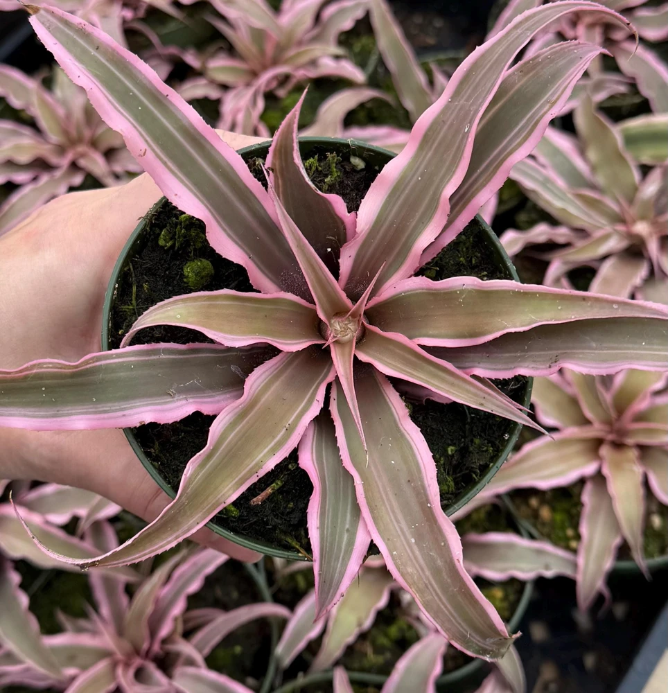 Pink Earth Star Plant - Cryptanthus Live Plant, Tropical Indoor Foliage, 2.5 Inch Pot - Image 2