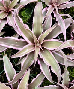 Pink Earth Star Plant - Cryptanthus Live Plant, Tropical Indoor Foliage, 2.5 Inch Pot - Image 3