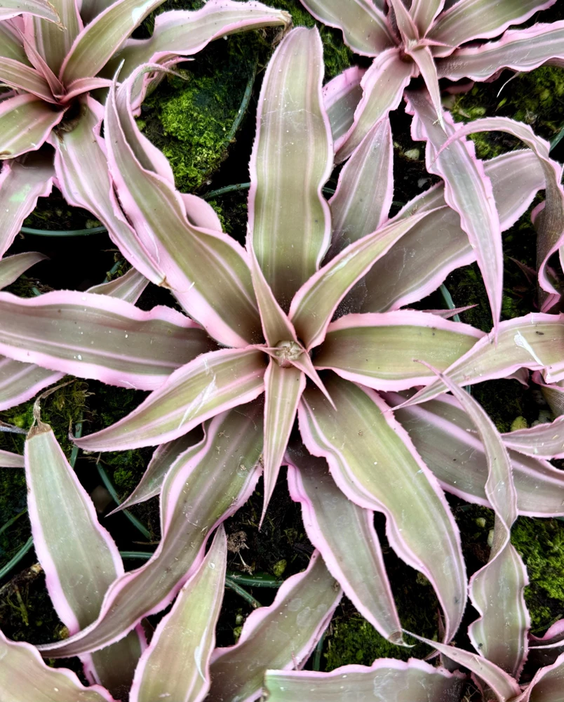 Pink Earth Star Plant - Cryptanthus Live Plant, Tropical Indoor Foliage, 2.5 Inch Pot - Image 3