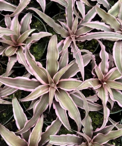 Pink Earth Star Plant - Cryptanthus Live Plant, Tropical Indoor Foliage, 2.5 Inch Pot - Image 4