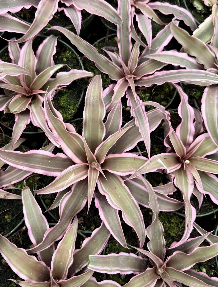Pink Earth Star Plant - Cryptanthus Live Plant, Tropical Indoor Foliage, 2.5 Inch Pot - Image 4