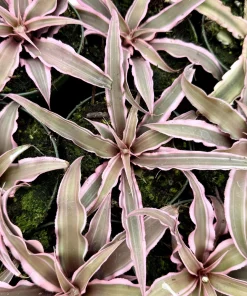 Pink Earth Star Plant - Cryptanthus Live Plant, Tropical Indoor Foliage, 2.5 Inch Pot - Image 5