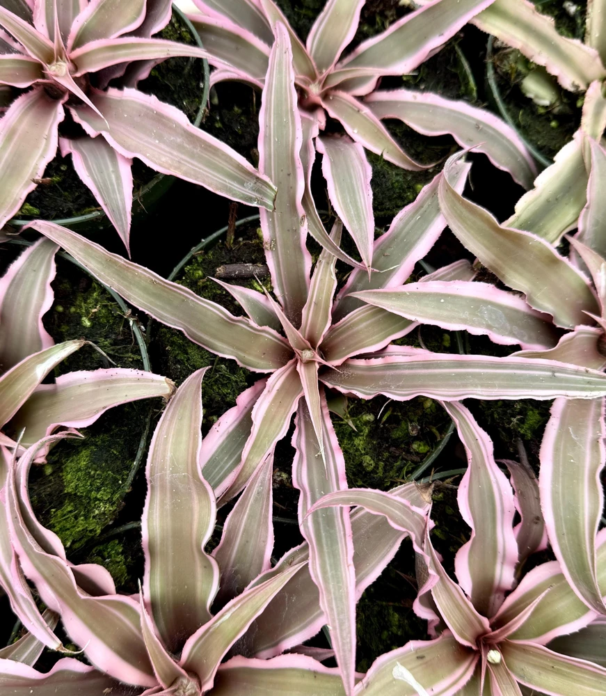 Pink Earth Star Plant - Cryptanthus Live Plant, Tropical Indoor Foliage, 2.5 Inch Pot - Image 5