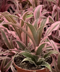 Pink Earth Star Plant - Cryptanthus Live Plant, Tropical Indoor Foliage, 2.5 Inch Pot - Image 6