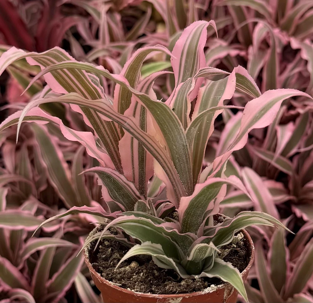 Pink Earth Star Plant - Cryptanthus Live Plant, Tropical Indoor Foliage, 2.5 Inch Pot - Image 6