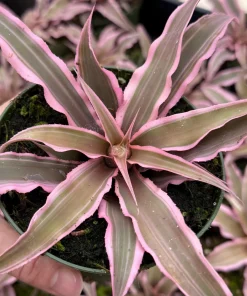 Pink Earth Star Plant - Cryptanthus Live Plant, Tropical Indoor Foliage, 2.5 Inch Pot - Image 1