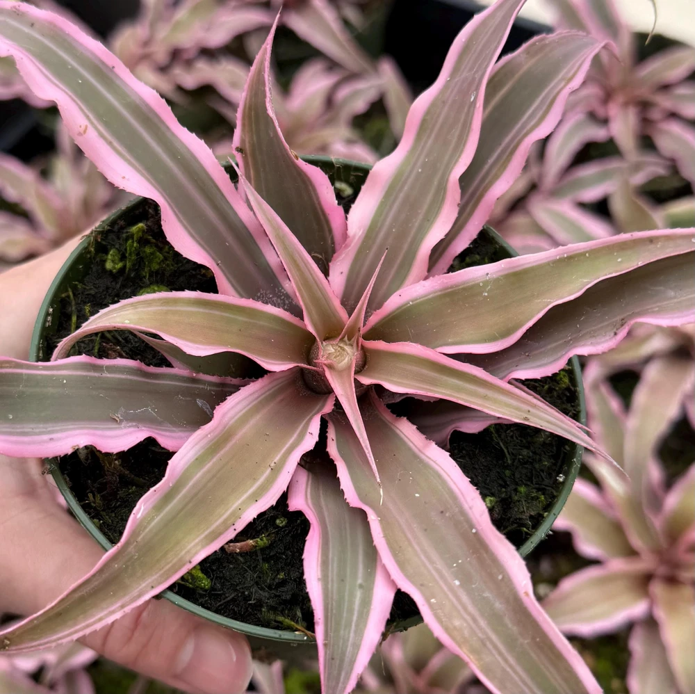 Pink Earth Star Plant - Cryptanthus Live Plant, Tropical Indoor Foliage, 2.5 Inch Pot - Image 1