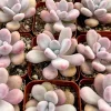 Pink Moonstone Succulent Live Plant - Pachyphytum Oviferum - 2 Inch Pot - Indoor - Image 1