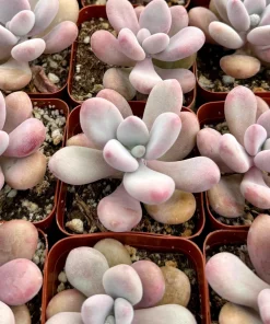 Pink Moonstone Succulent Live Plant - Pachyphytum Oviferum - 2 Inch Pot - Indoor - Image 1