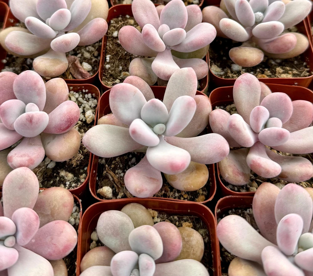 Pink Moonstone Succulent Live Plant - Pachyphytum Oviferum - 2 Inch Pot - Indoor - Image 1