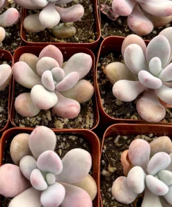 Pink Moonstone Succulent Live Plant - Pachyphytum Oviferum - 2 Inch Pot - Indoor - Image 2