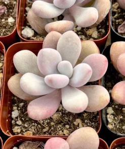Pink Moonstone Succulent Live Plant - Pachyphytum Oviferum - 2 Inch Pot - Indoor - Image 3