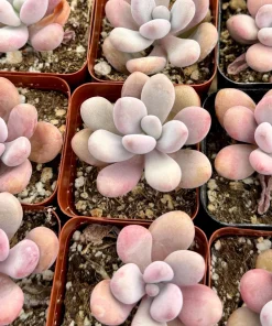 Pink Moonstone Succulent Live Plant - Pachyphytum Oviferum - 2 Inch Pot - Indoor - Image 4