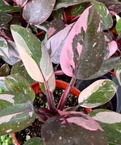 Pink Princess Philodendron Live Plant – 4 Inch Pot – Tropical Variegated Houseplant - Image 2