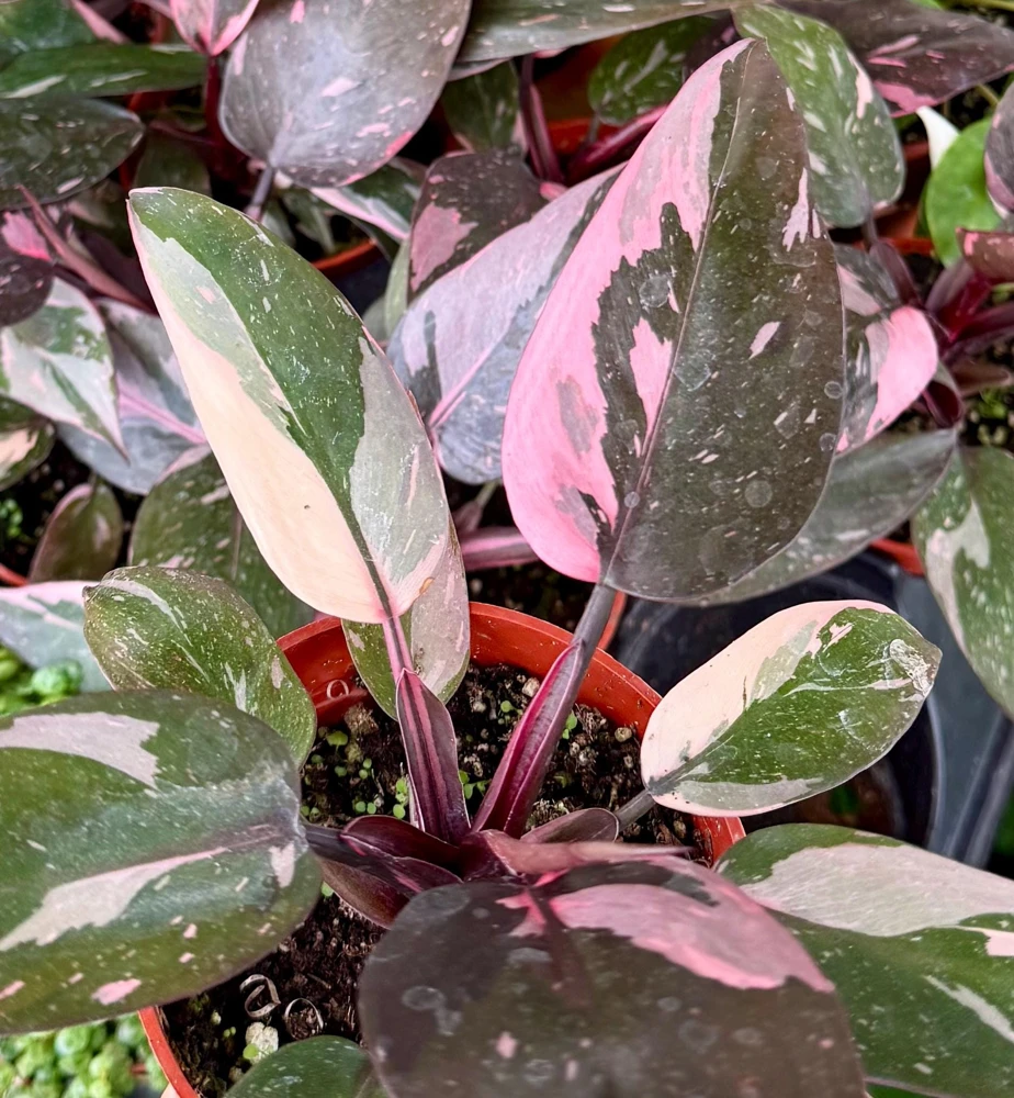 Pink Princess Philodendron Live Plant – 4 Inch Pot – Tropical Variegated Houseplant - Image 2