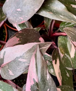 Pink Princess Philodendron Live Plant – 4 Inch Pot – Tropical Variegated Houseplant - Image 3