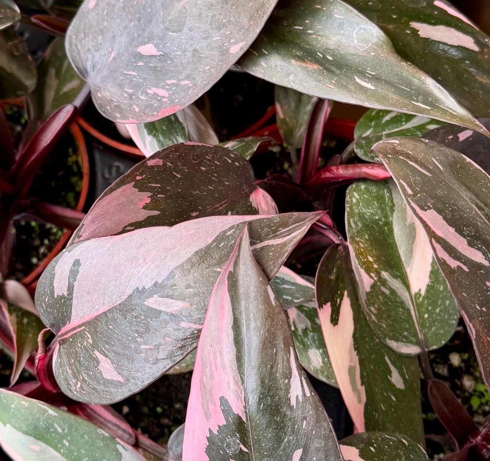 Pink Princess Philodendron Live Plant – 4 Inch Pot – Tropical Variegated Houseplant - Image 3