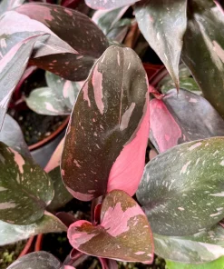 Pink Princess Philodendron Live Plant – 4 Inch Pot – Tropical Variegated Houseplant - Image 4